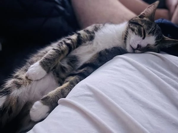 REGALO GATTINO EUROPEO  | Foto 0