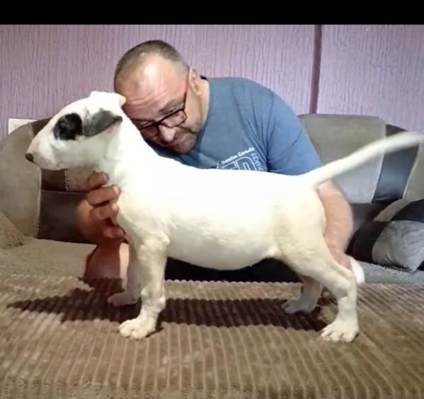 Cuccioli di Bull Terrier | Foto 3