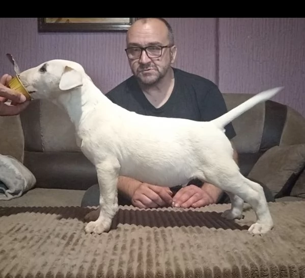 Cuccioli di Bull Terrier | Foto 2