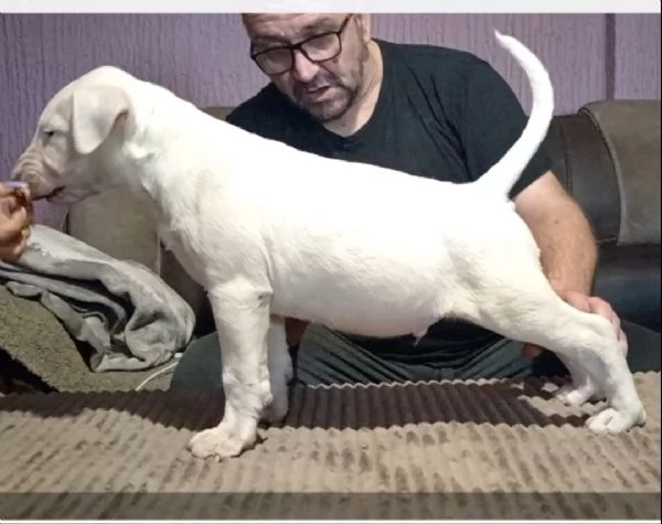 Cuccioli di Bull Terrier | Foto 1