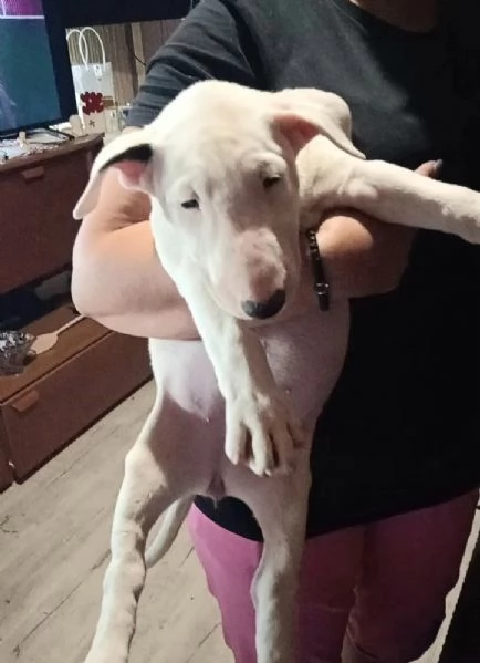 Cuccioli di Bull Terrier | Foto 0