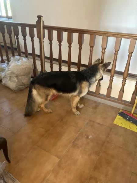 PASTORE TEDESCO FEMMINAR