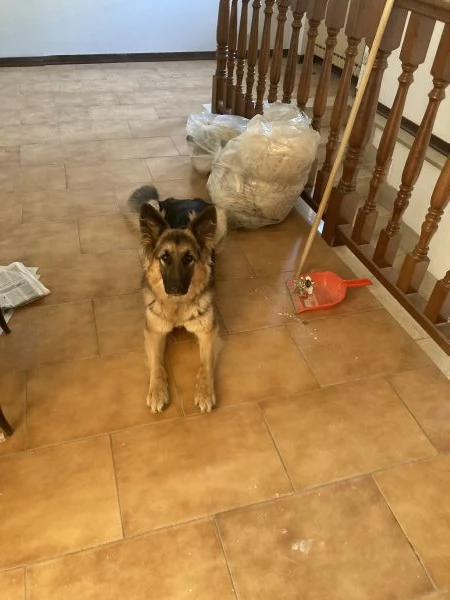 PASTORE TEDESCO FEMMINAR | Foto 0