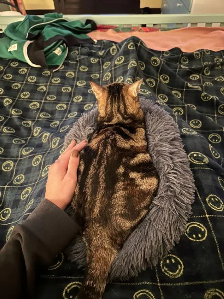 Adozione gattini bengala  | Foto 0