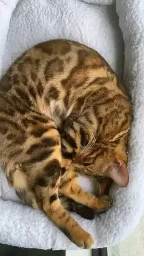 Adozione gattini bengala