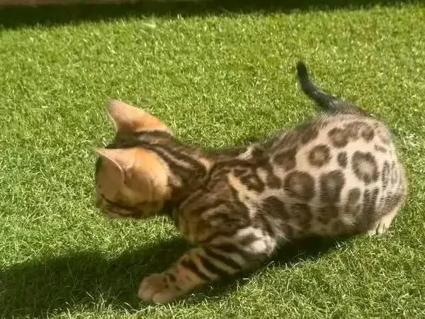 Adozione gattini bengala | Foto 0