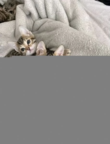 Adozione gattini bengala  | Foto 1