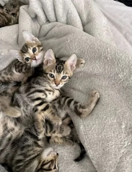 Adozione gattini bengala  | Foto 0