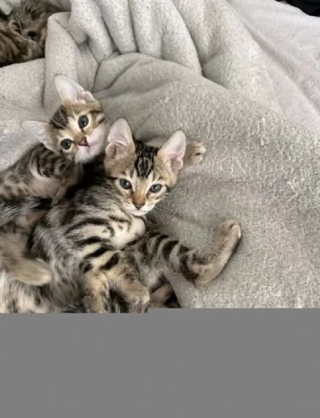 Adozione gattini bengala  | Foto 0