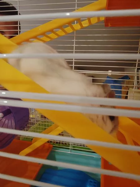 Vendo criceti | Foto 0