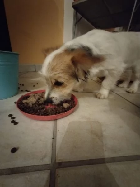 Regalo cucciolo di 3 mesi | Foto 0