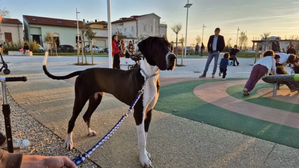 Alano per accoppiamento 