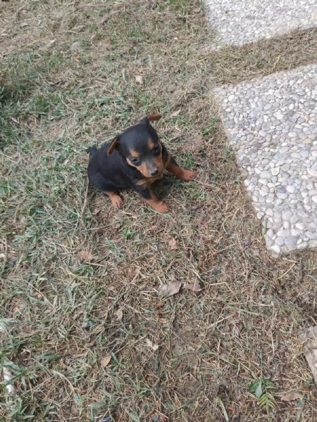 Pinscher toy | Foto 3