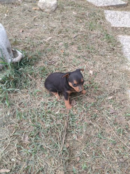 Pinscher toy | Foto 1