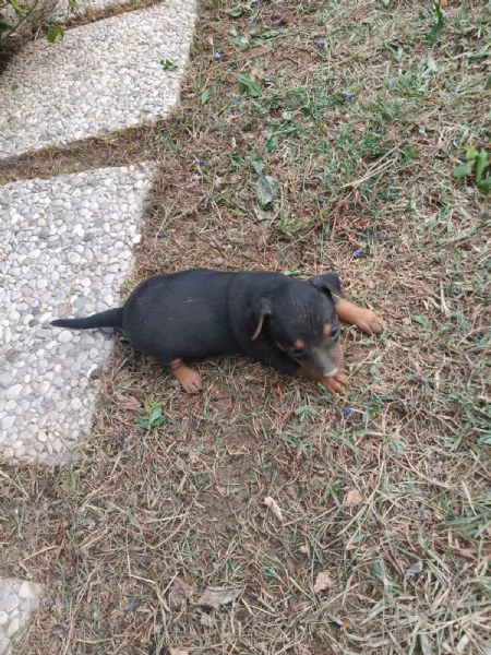 Pinscher toy | Foto 0