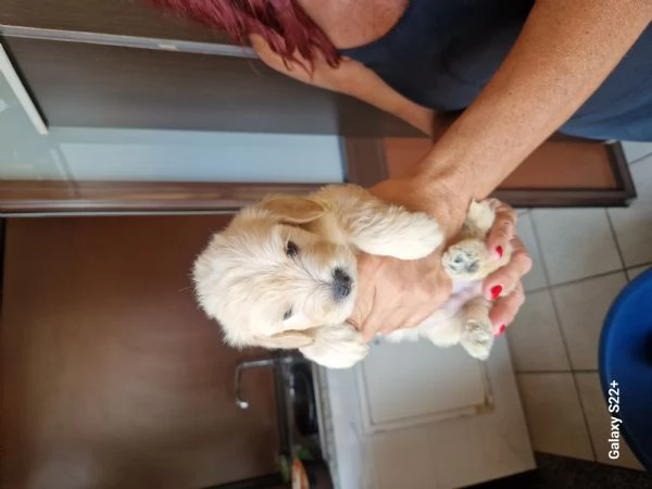 Cane maltese | Foto 6