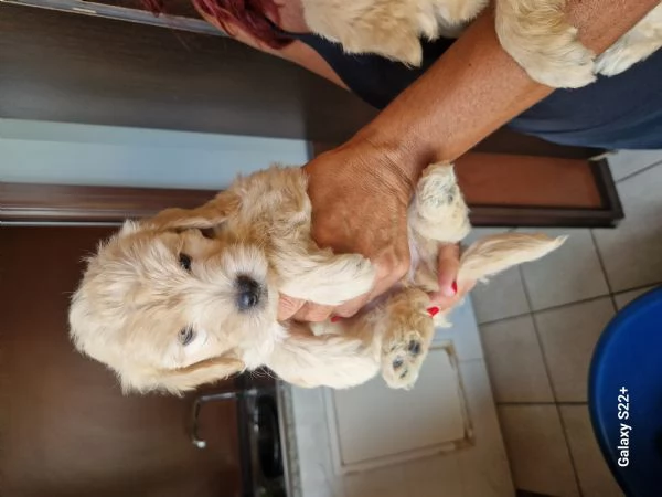 Cane maltese | Foto 5