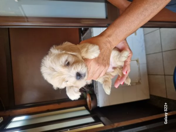 Cane maltese | Foto 4