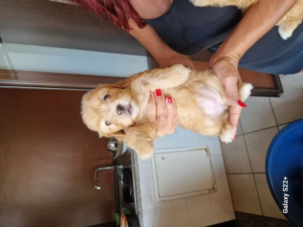 Cane maltese | Foto 3