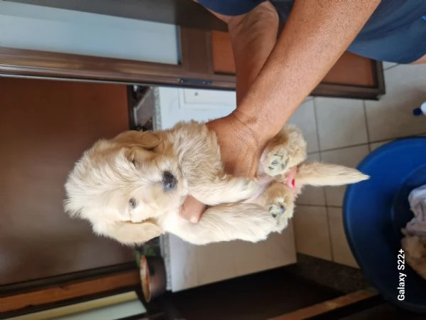 Cane maltese | Foto 2