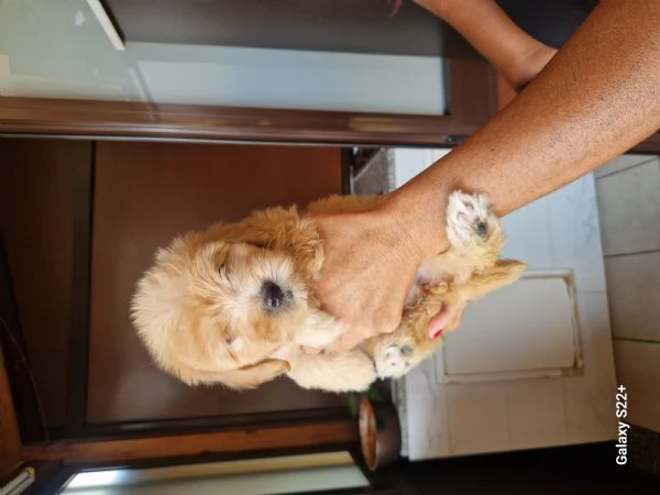 Cane maltese | Foto 1