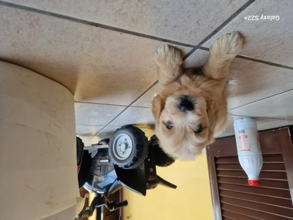 Cane maltese | Foto 0