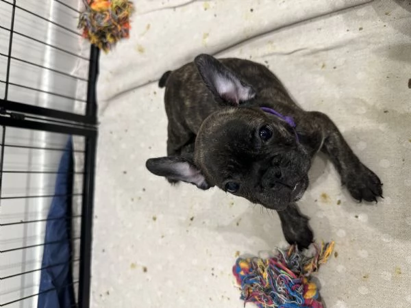 Cucciole di bulldog francese