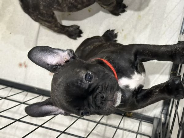Cucciole di bulldog francese | Foto 6