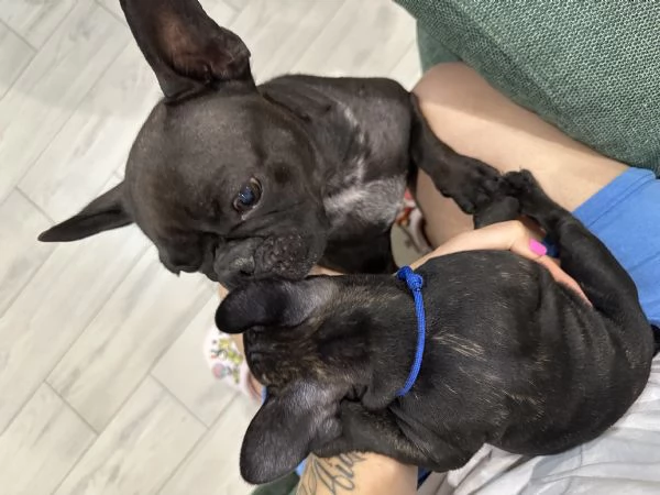 Cucciole di bulldog francese | Foto 4