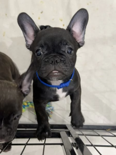 Cucciole di bulldog francese | Foto 3