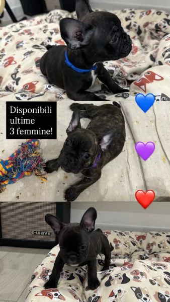 Cucciole di bulldog francese | Foto 2