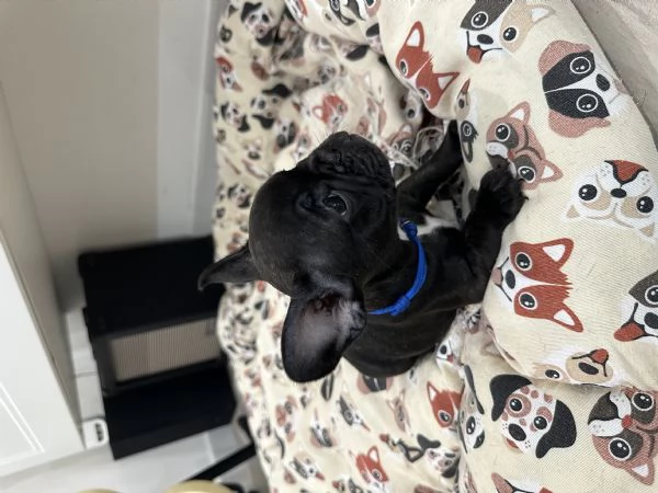 Cucciole di bulldog francese | Foto 1