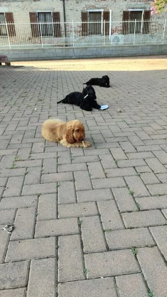 Cocker. Spaniel  | Foto 0