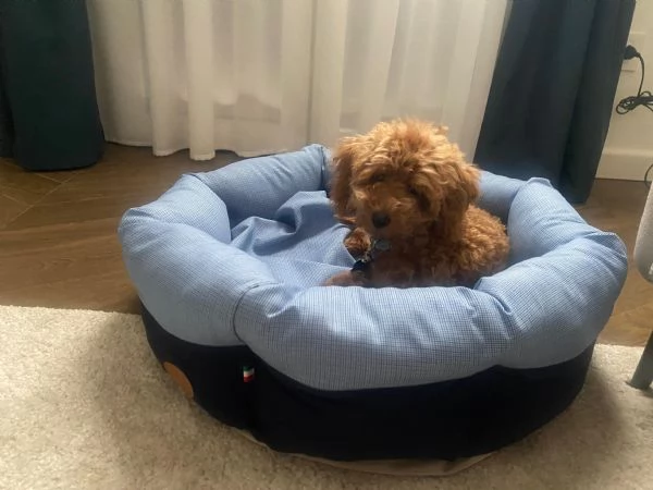 Cucciolo Barboncino Toy 4 mesi | Foto 1