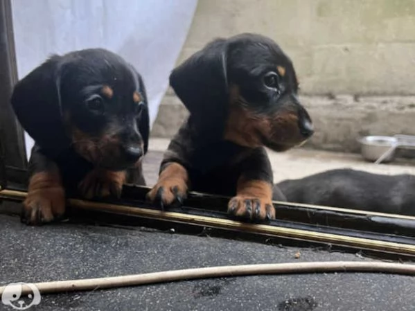 Bassotto cuccioli kaninken | Foto 0