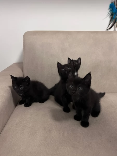 Cuccioli Maine Coon | Foto 6