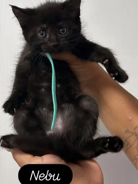 Cuccioli Maine Coon | Foto 5