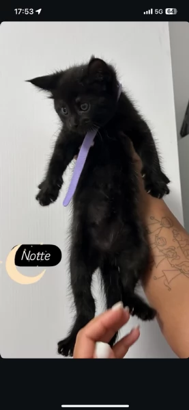 Cuccioli Maine Coon | Foto 4