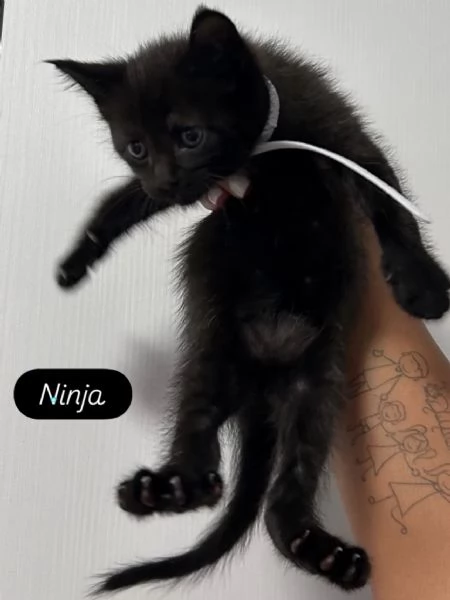 Cuccioli Maine Coon | Foto 3