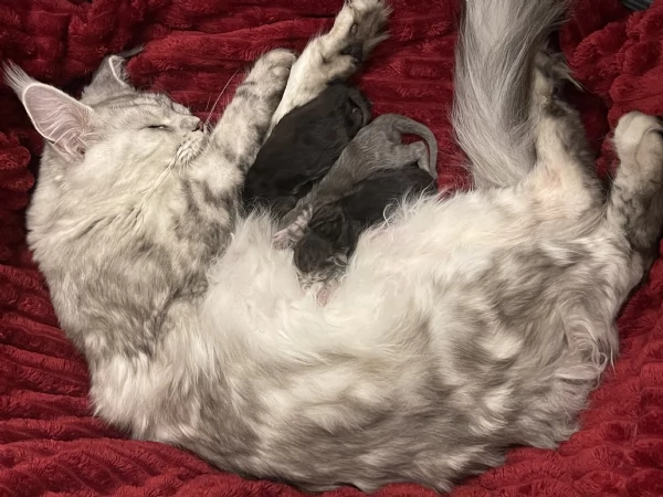 Cuccioli Maine Coon | Foto 2