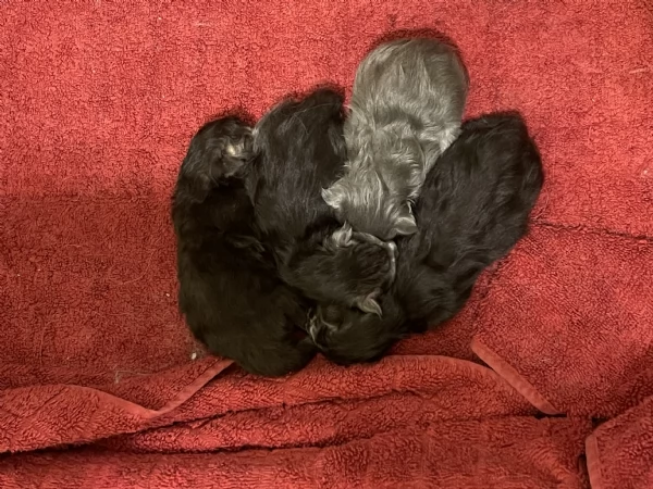 Cuccioli Maine Coon | Foto 1