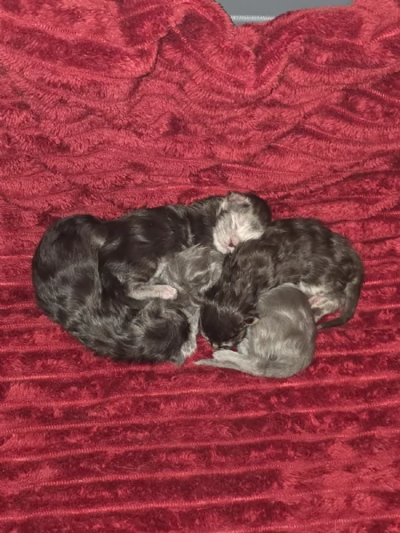 Cuccioli Maine Coon | Foto 0