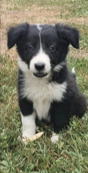   REGALO BORDER COLLIE 