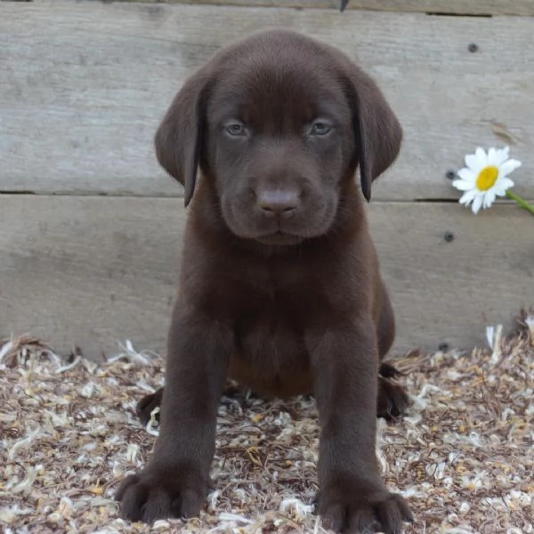 ——— Labrador Retriever (cuccioli maschio e femmina) | Foto 1