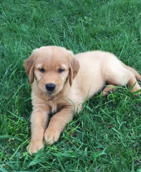 Golden Retriever (cuccioli maschio e femmina)