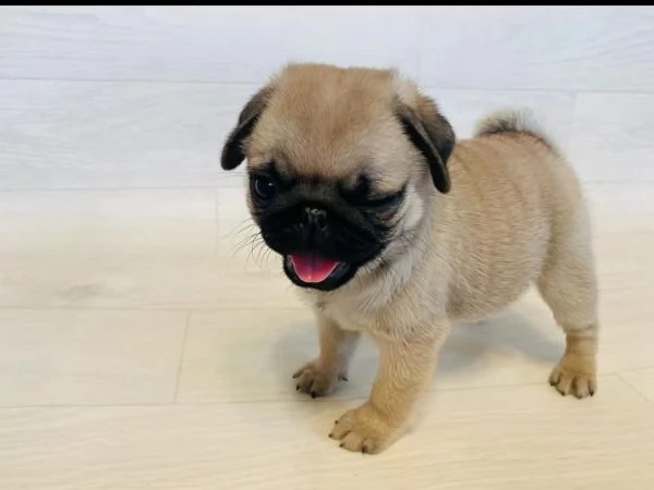 Carlino (Pug) (cuccioli maschio e femmina) | Foto 0