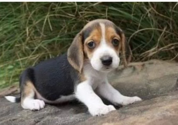 Beagle (cuccioli maschio e femmina) | Foto 1