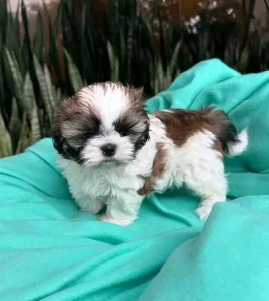 5. Shih Tzu Mini Toy (cuccioli maschio e femmina) | Foto 0