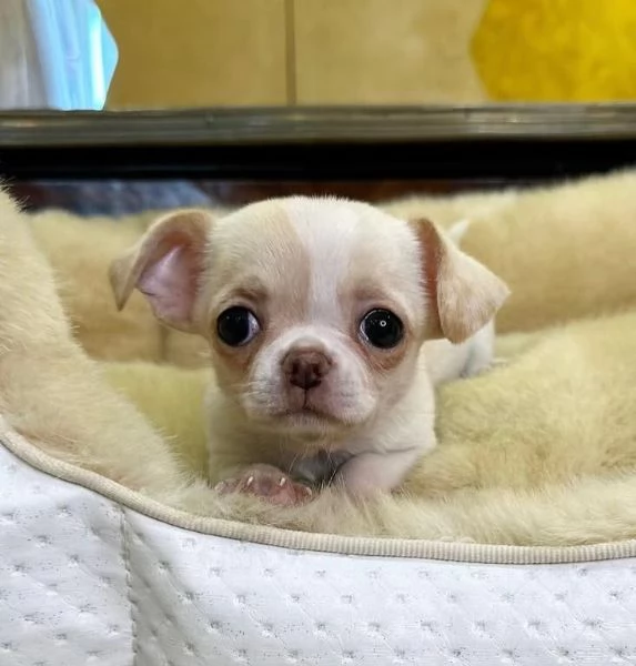  Chihuahua Toy (cuccioli maschio e femmina)