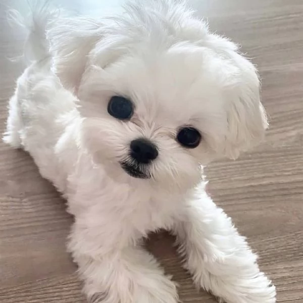 Maltese Toy (cuccioli maschio e femmina) | Foto 1